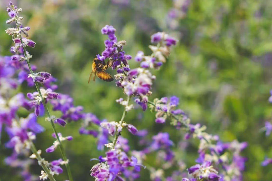 Biodiversità in campo biologico