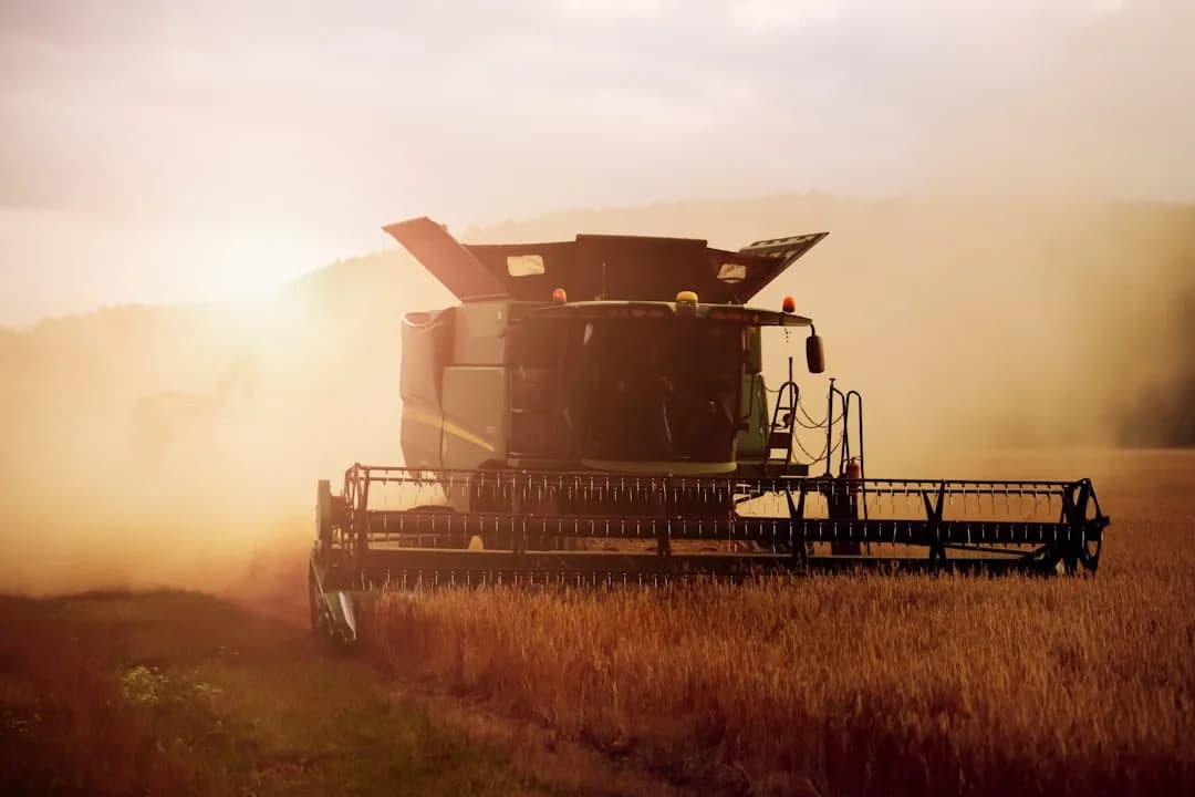 Campo di grano al tramonto