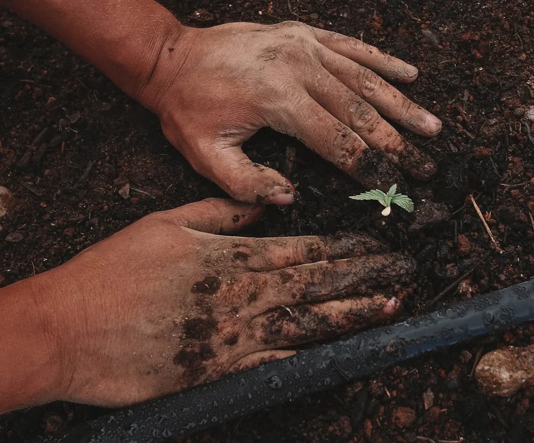 Produttore con cassa di verdure bio