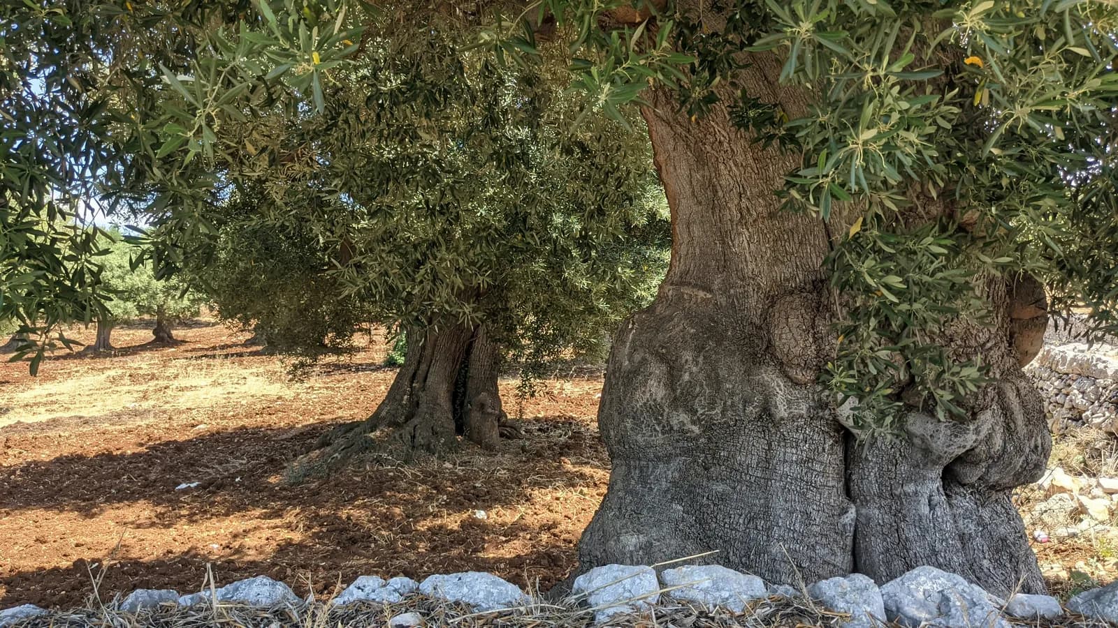 Paesaggio biologico in Puglia