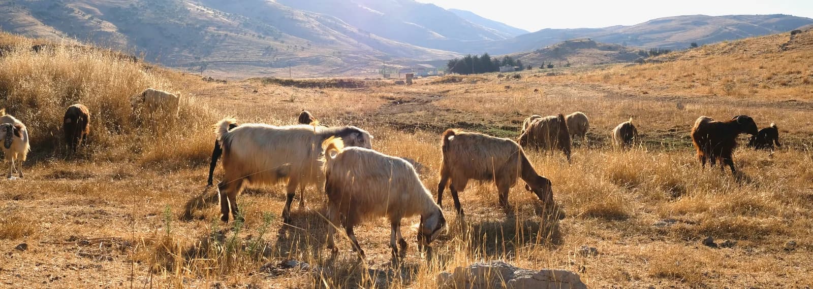 Paesaggio biologico in Sardegna